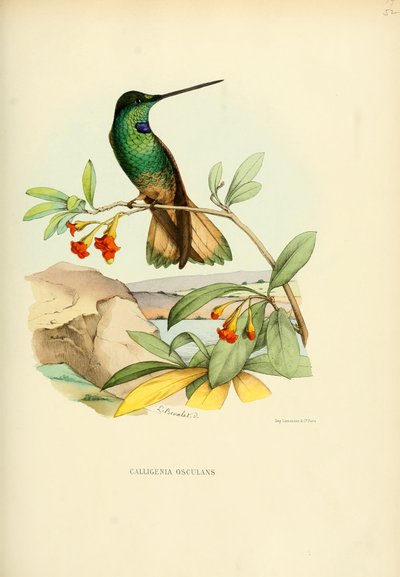 Calligenia kiss kiss = Coeligena violifer بواسطة لويس فيكتور بيفاليت